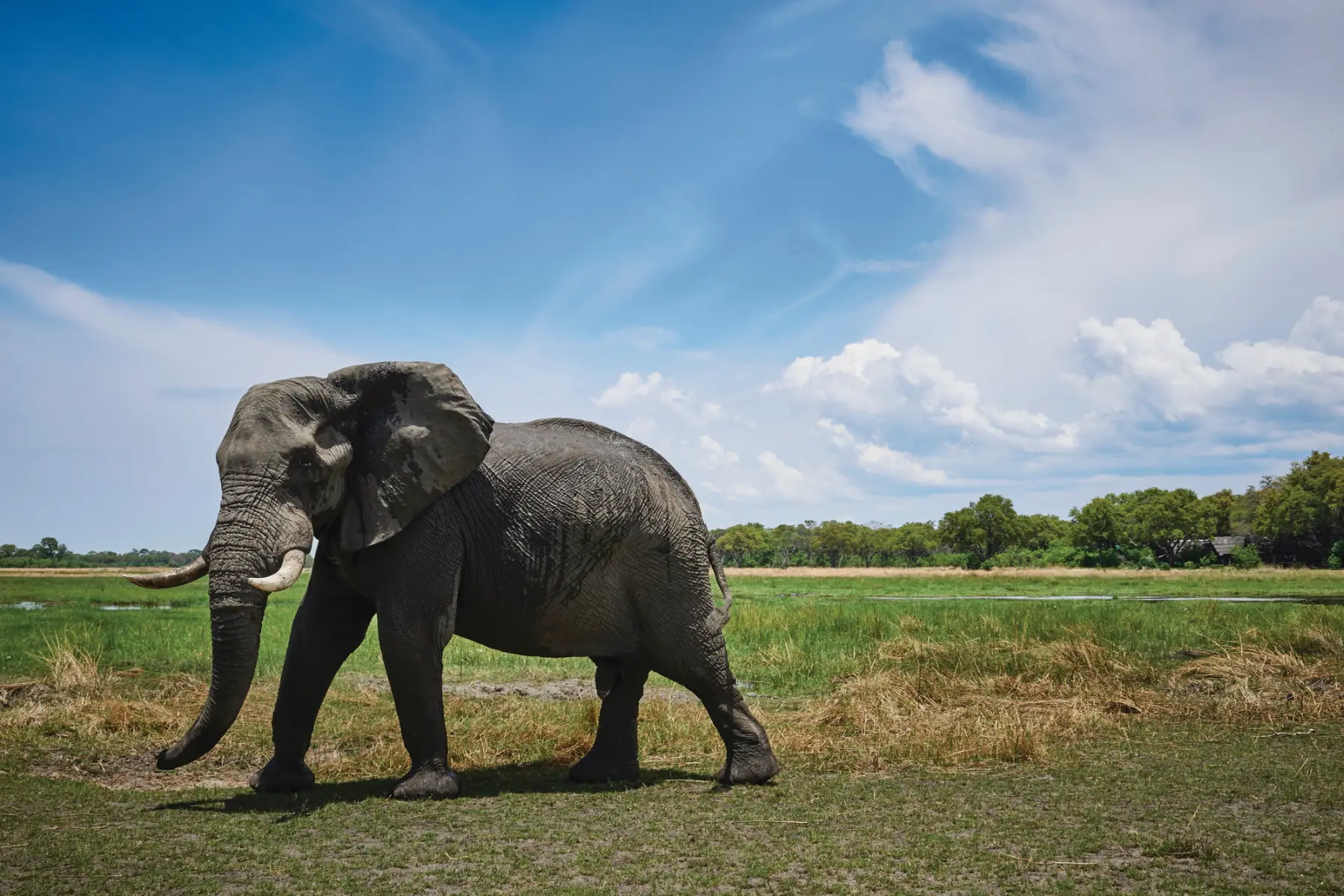 Ein Elefant auf einem Feld